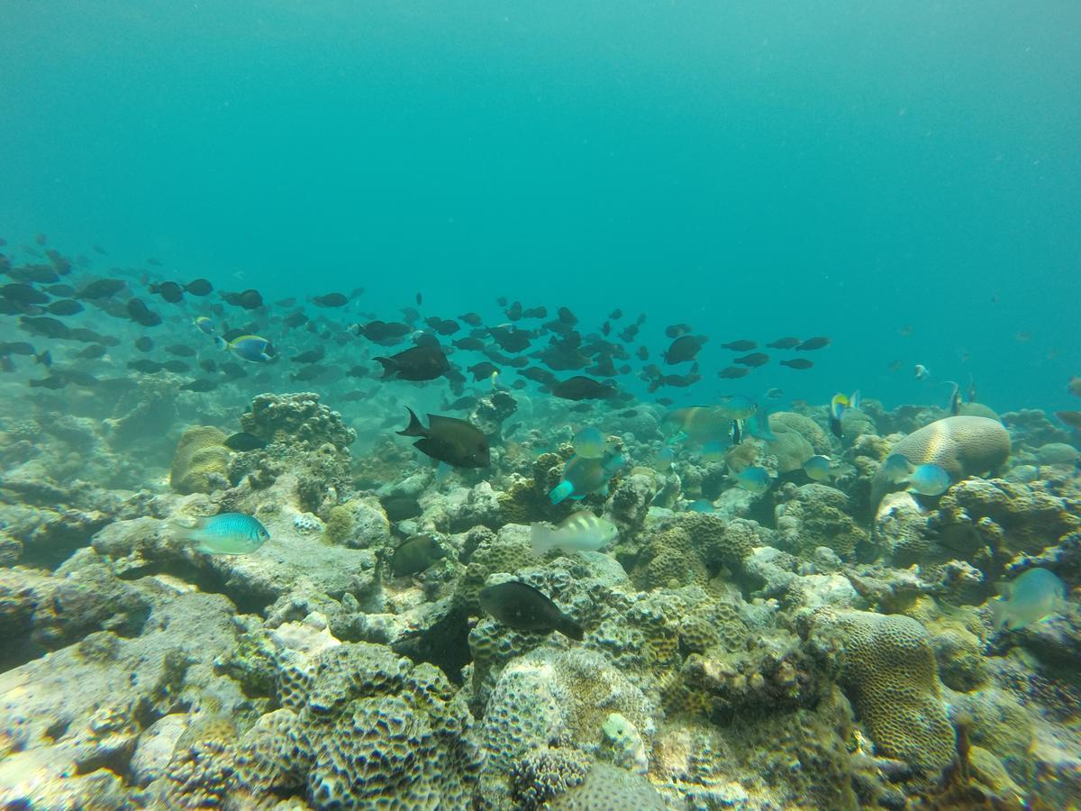 Golhaa View Inn By Tes Thulusdhoo Buitenkant foto